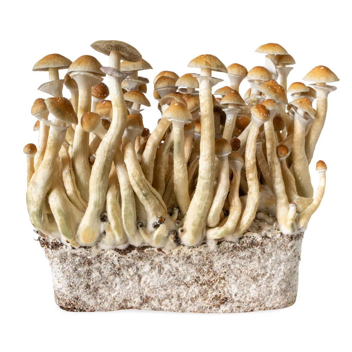 Seringue de culture liquide B+ (Acid Shroomz) — image 3
