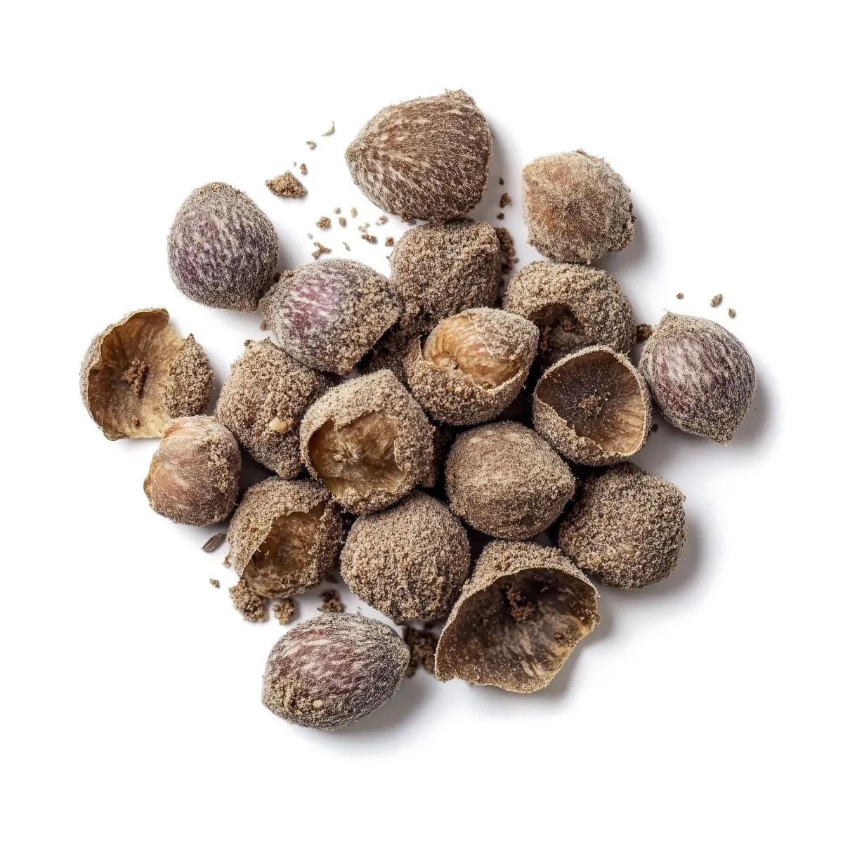 Graines de Baby Woodrose — image 2