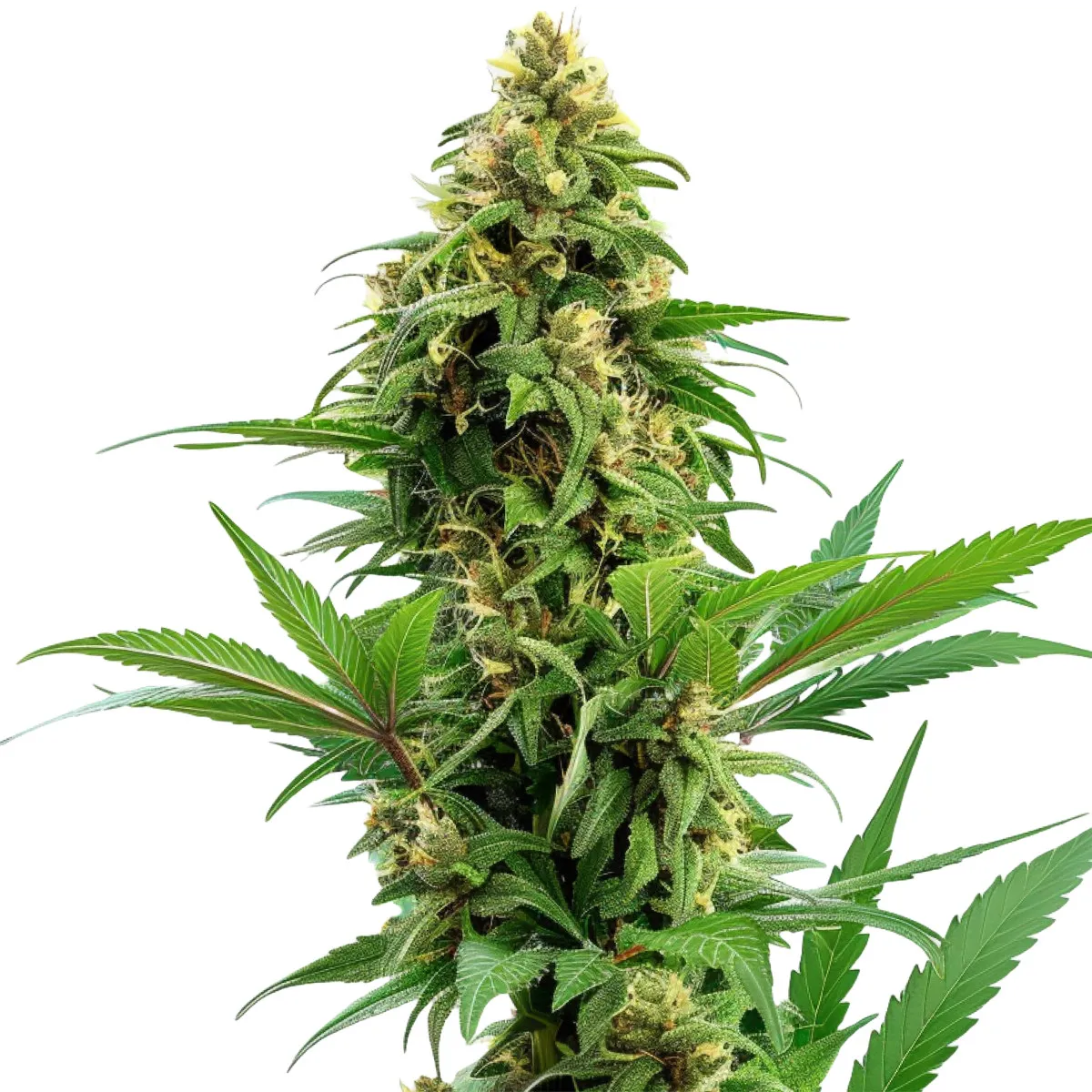 Banana Kush Auto — image 2