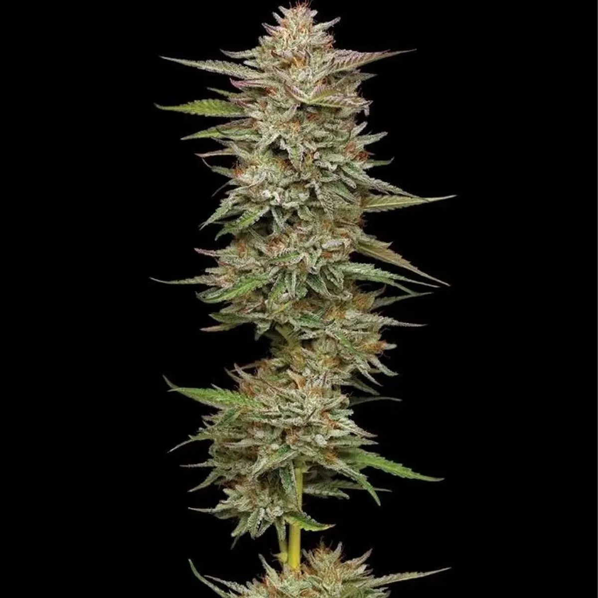 Banana OG — image 2