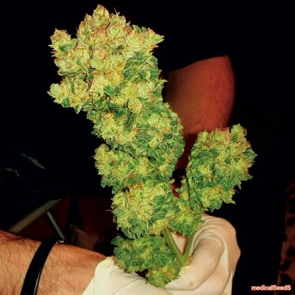 BCN Sour Diesel — image 3