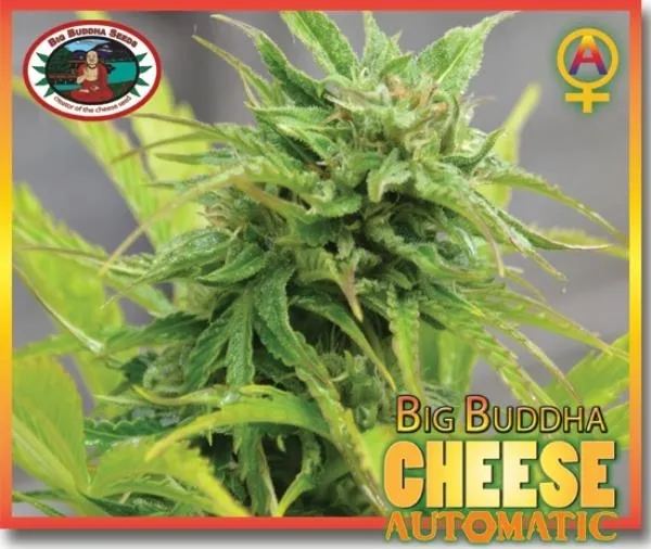 Big Buddha Cheese Autoflower — image 2