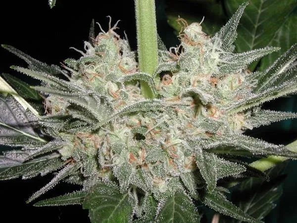 Black Widow — image 3