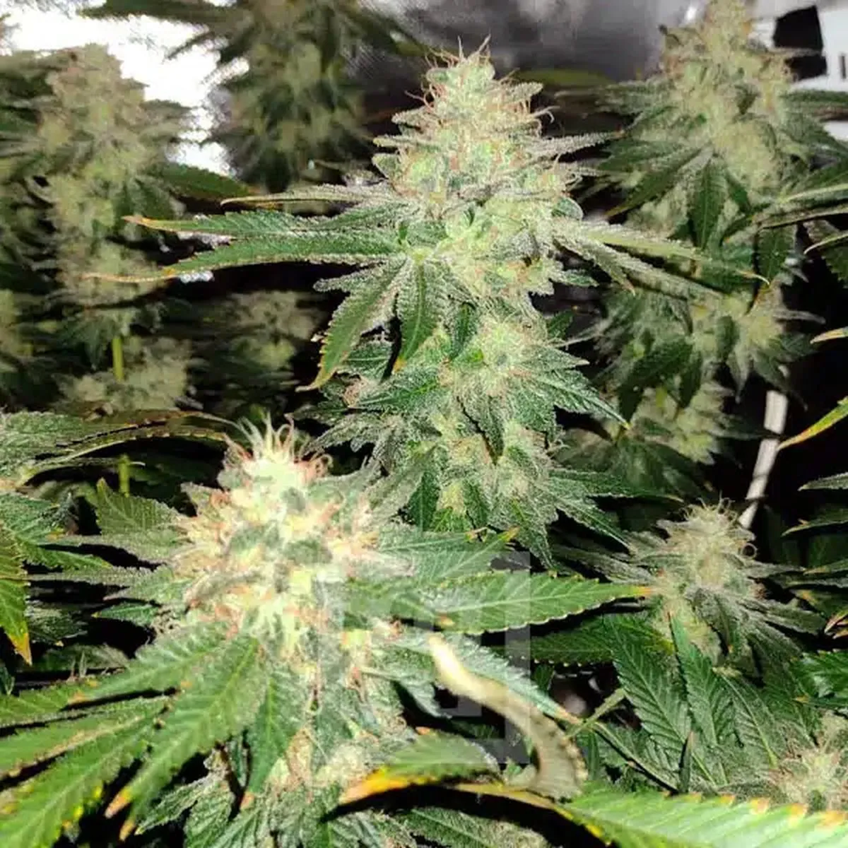 Blackberry Moonrocks — image 2