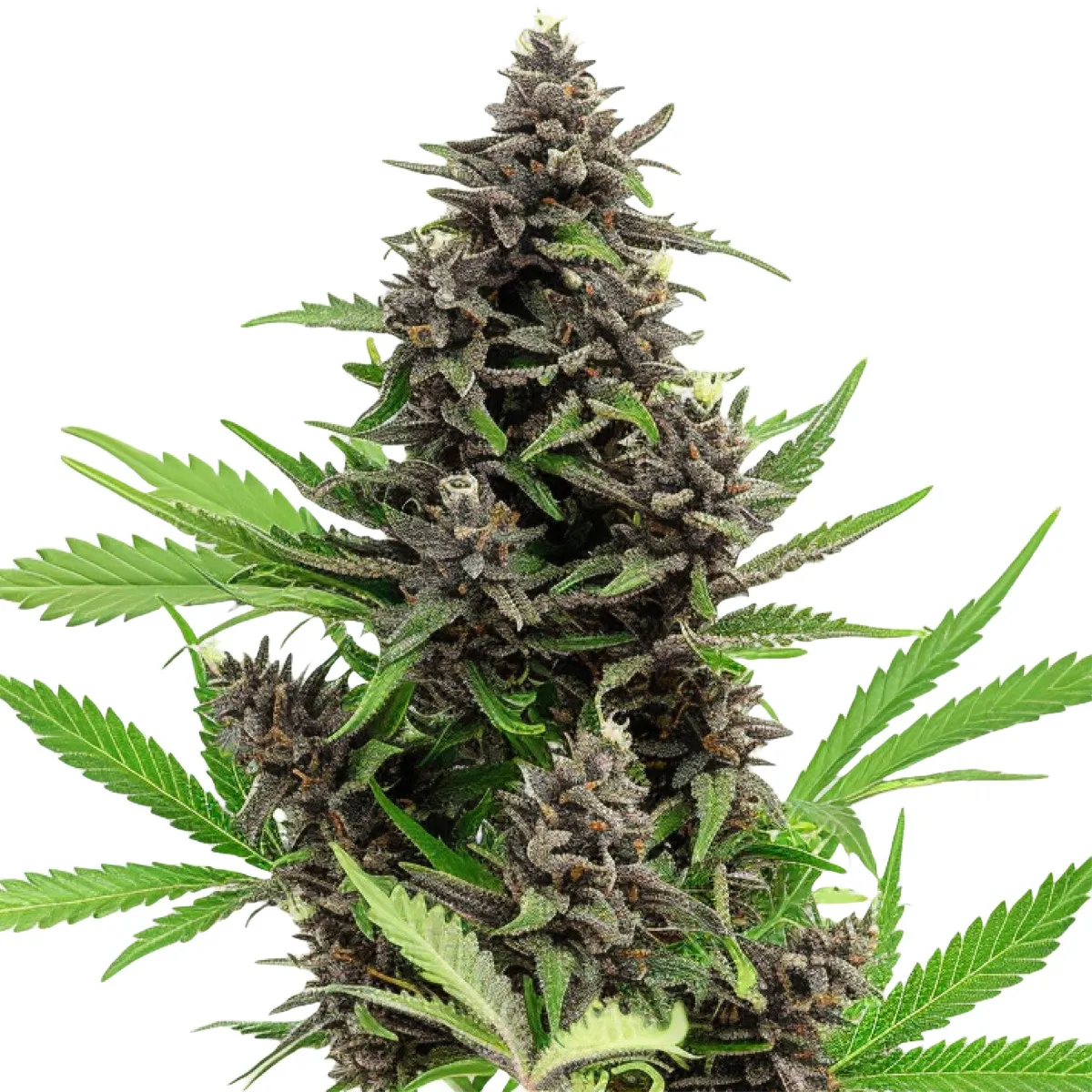 Blue Dream — image 2