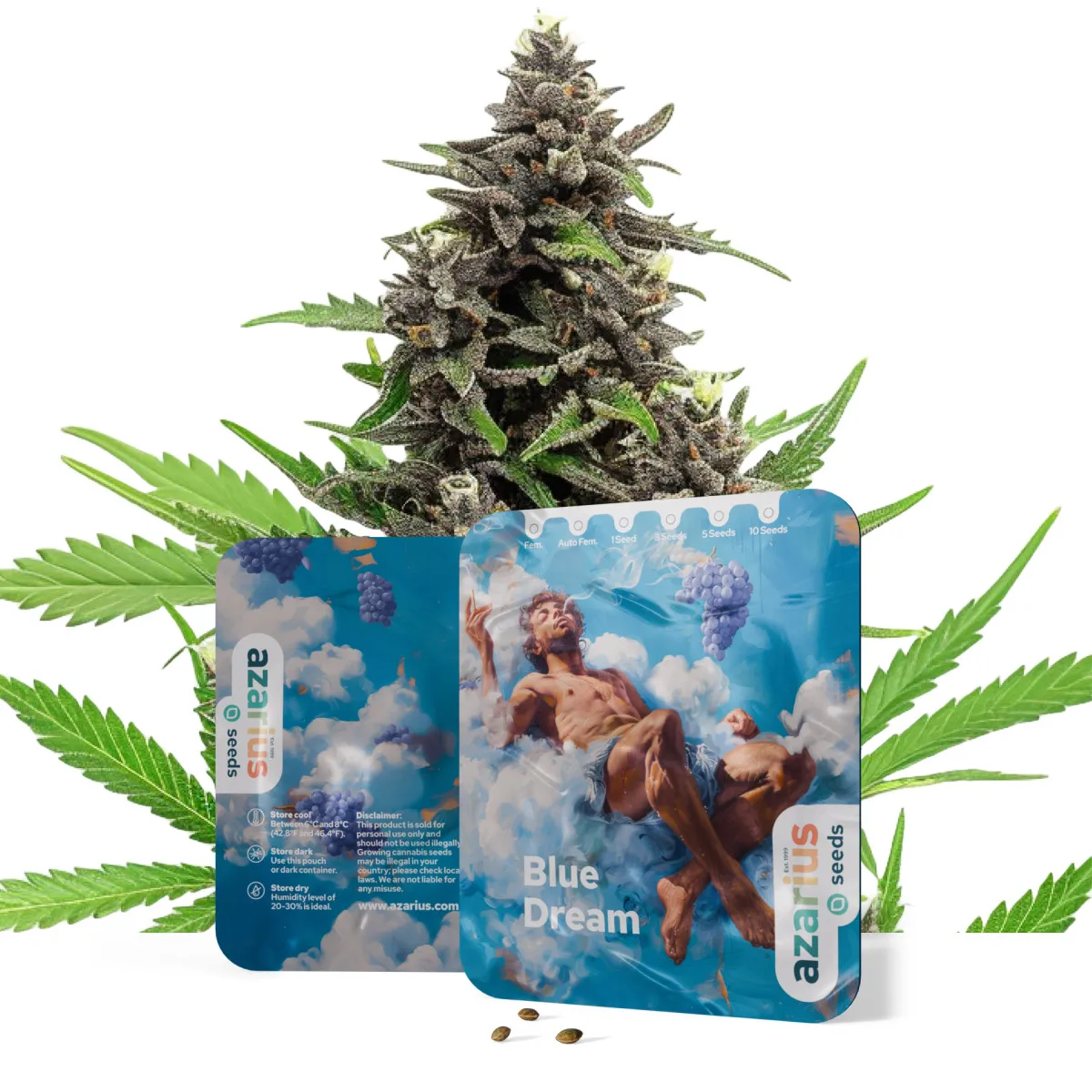 Blue Dream Auto