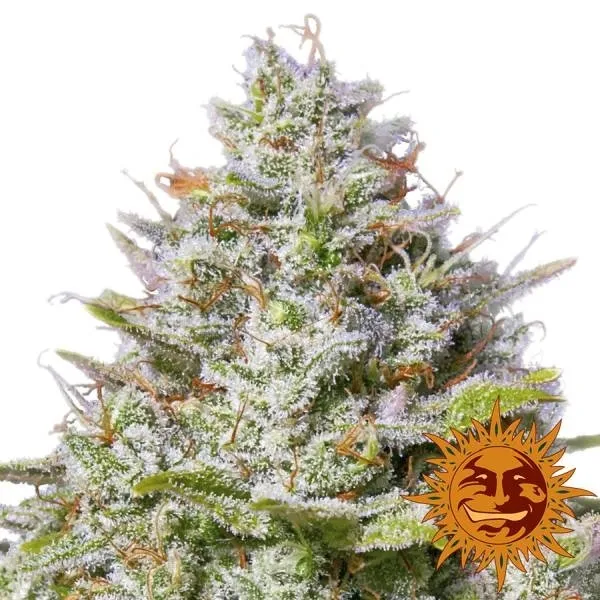 Blue Gelato 41 — image 2