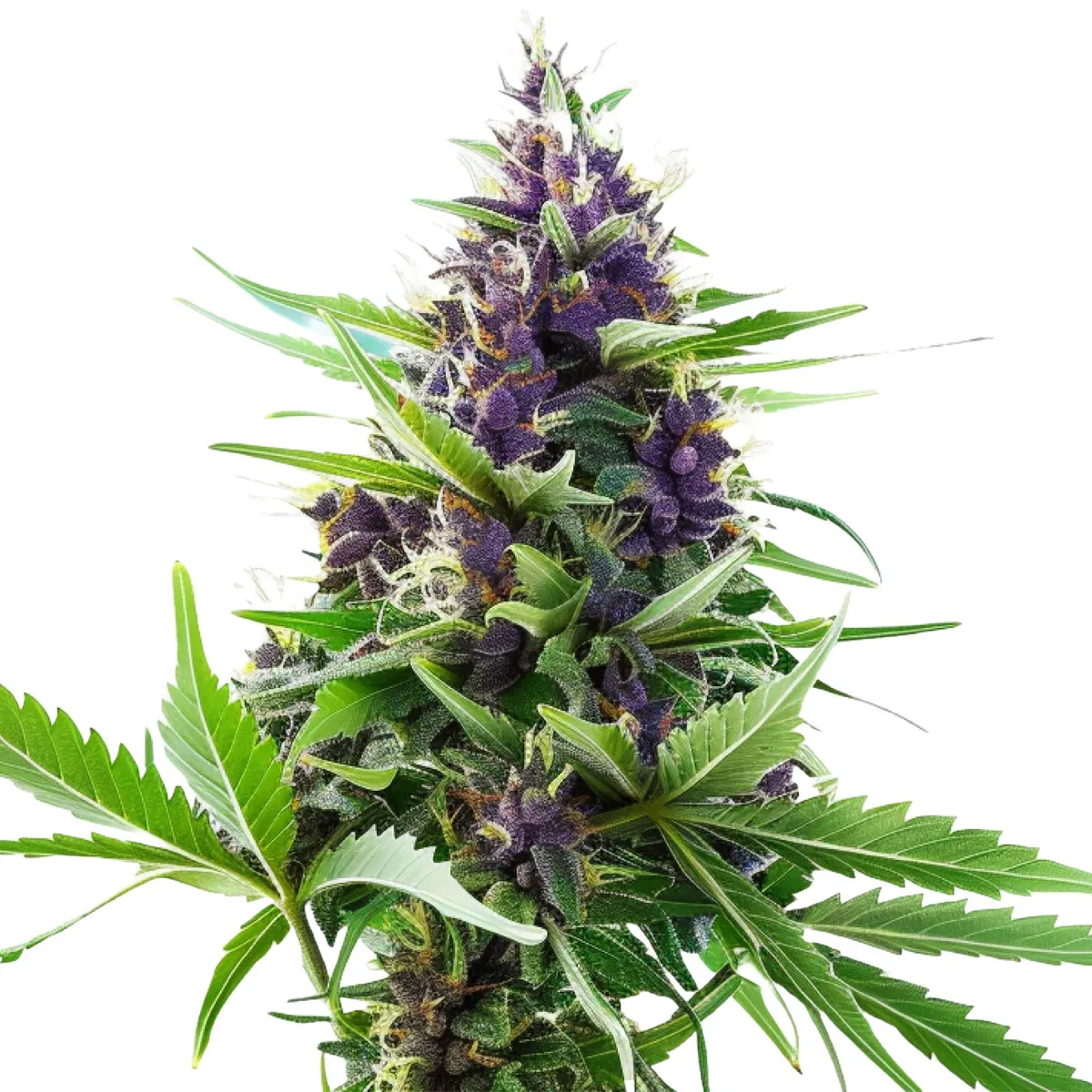 Blueberry Auto — image 2