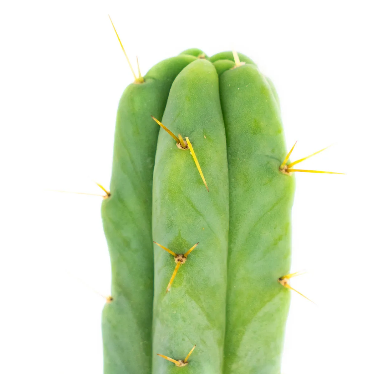 Cactus Torche bolivienne — image 3