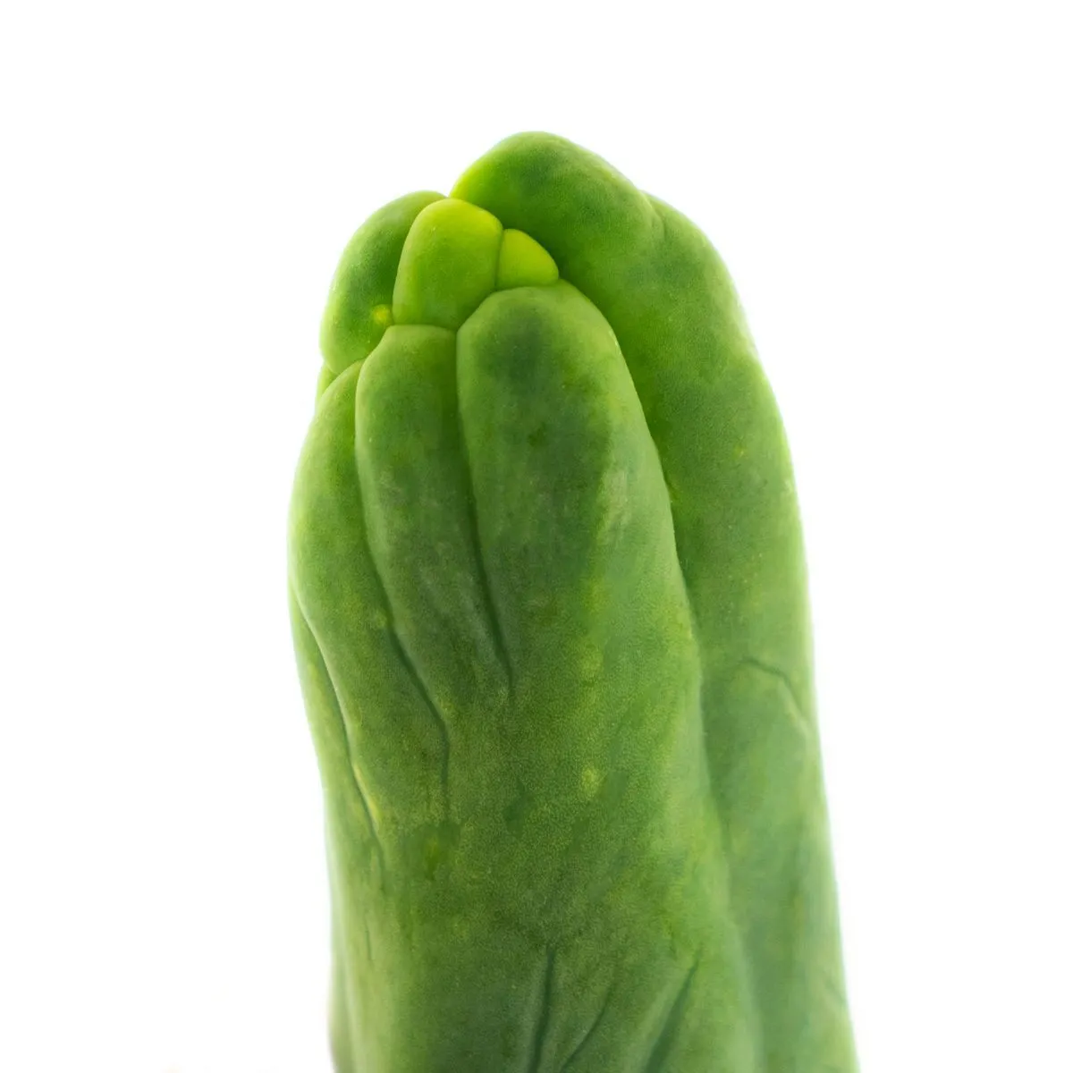Bolivian Torch 'Monstrose' — image 3