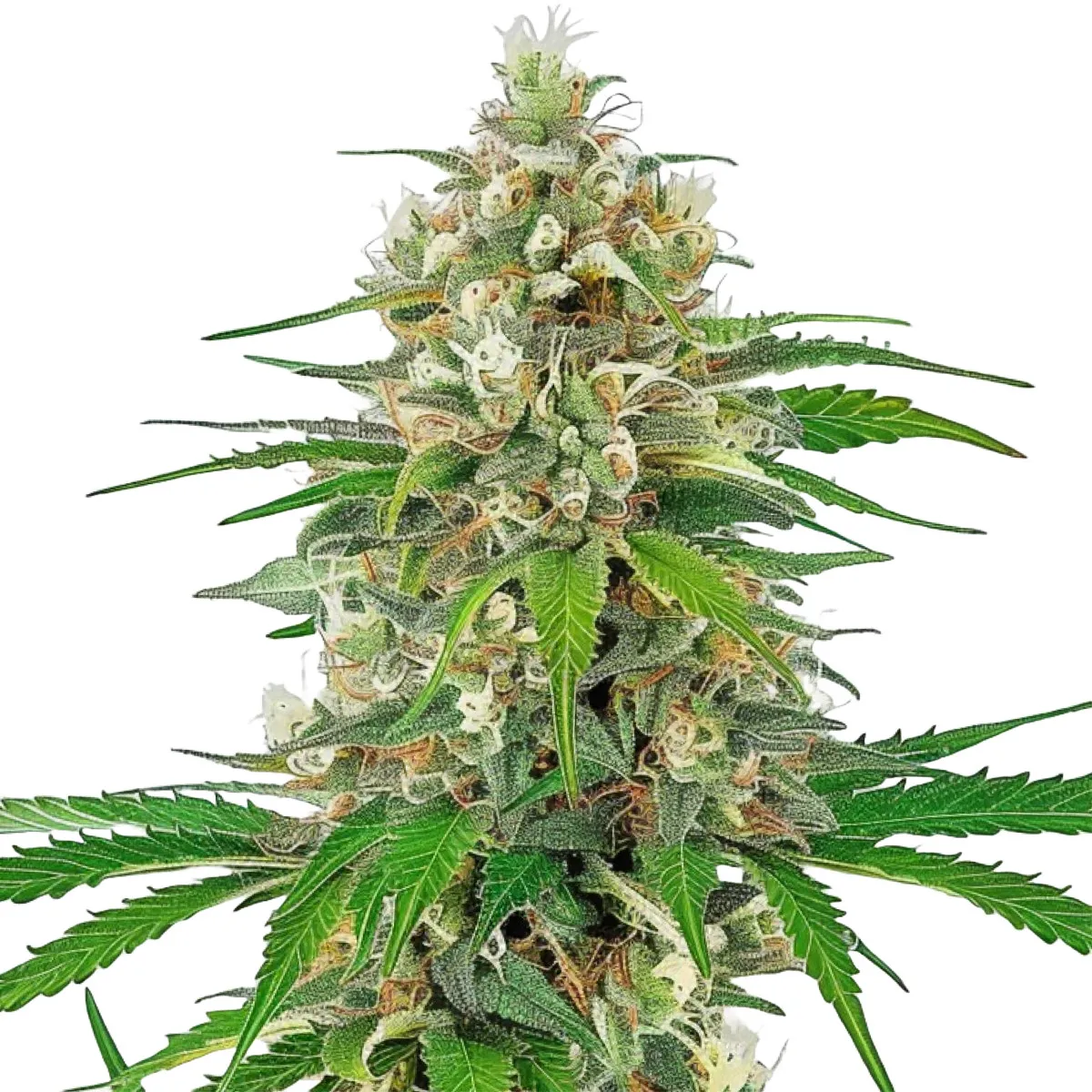 Bruce Banner Auto — image 2