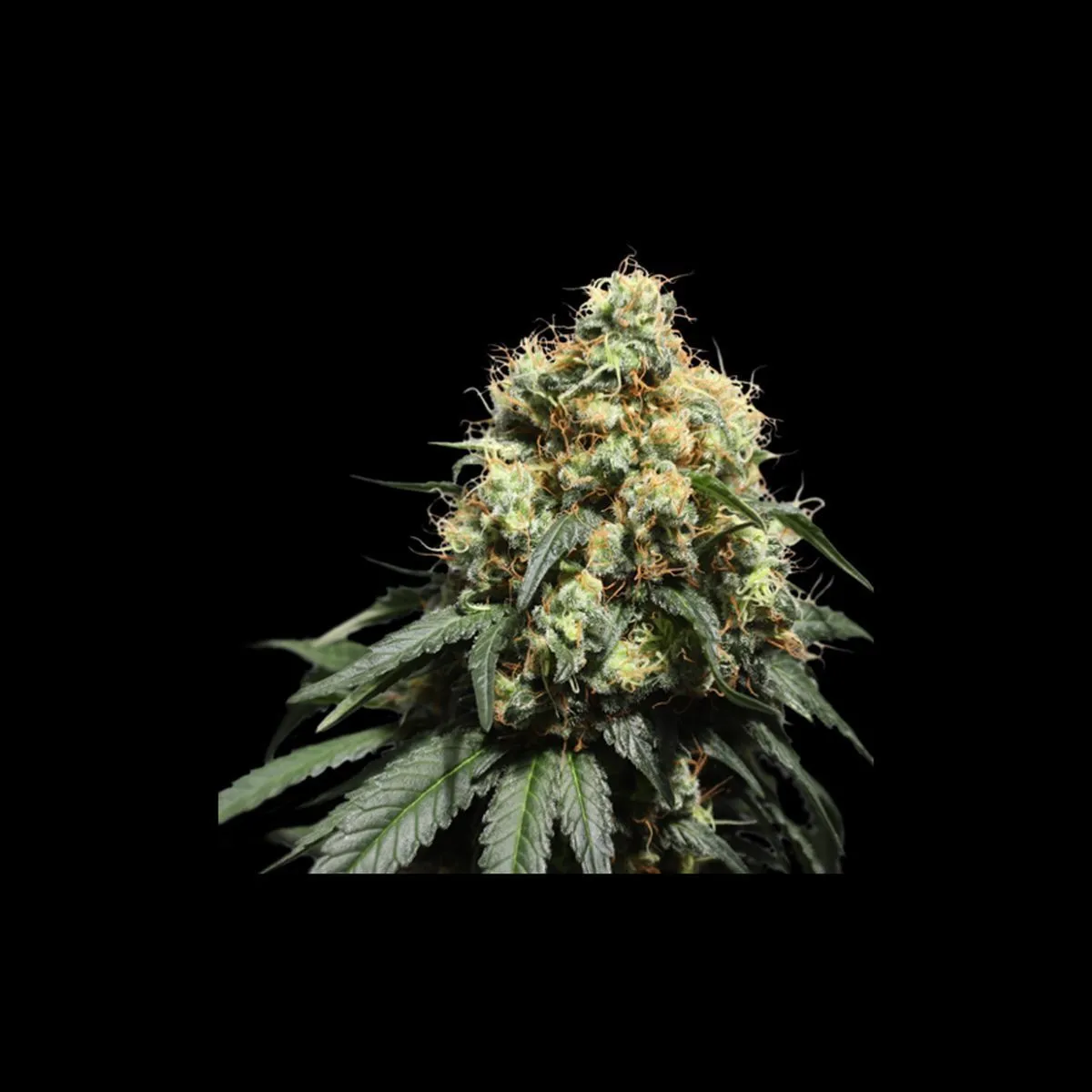 Bruce Lemon Diesel — image 2