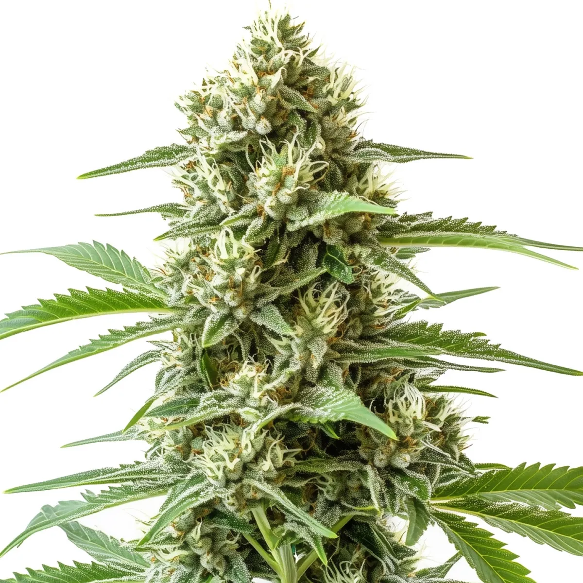 Bubba Kush Auto — image 3