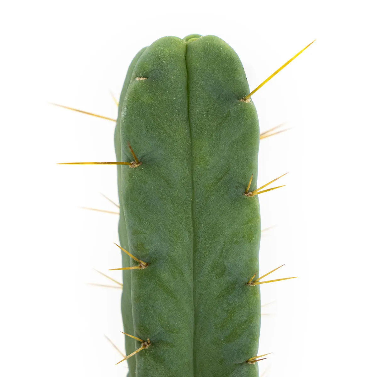 Cactus des Quatre Vents — image 3