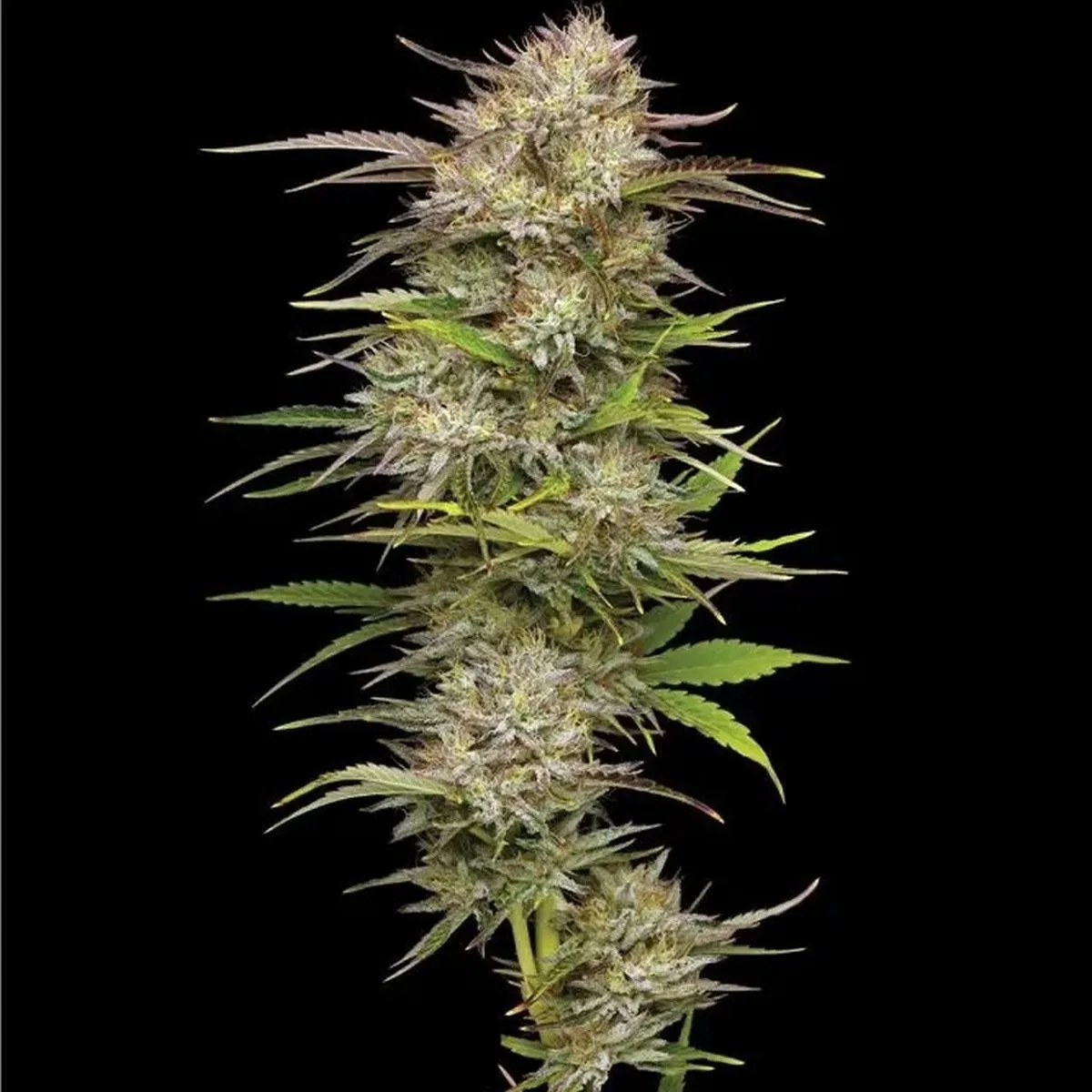 California Haze