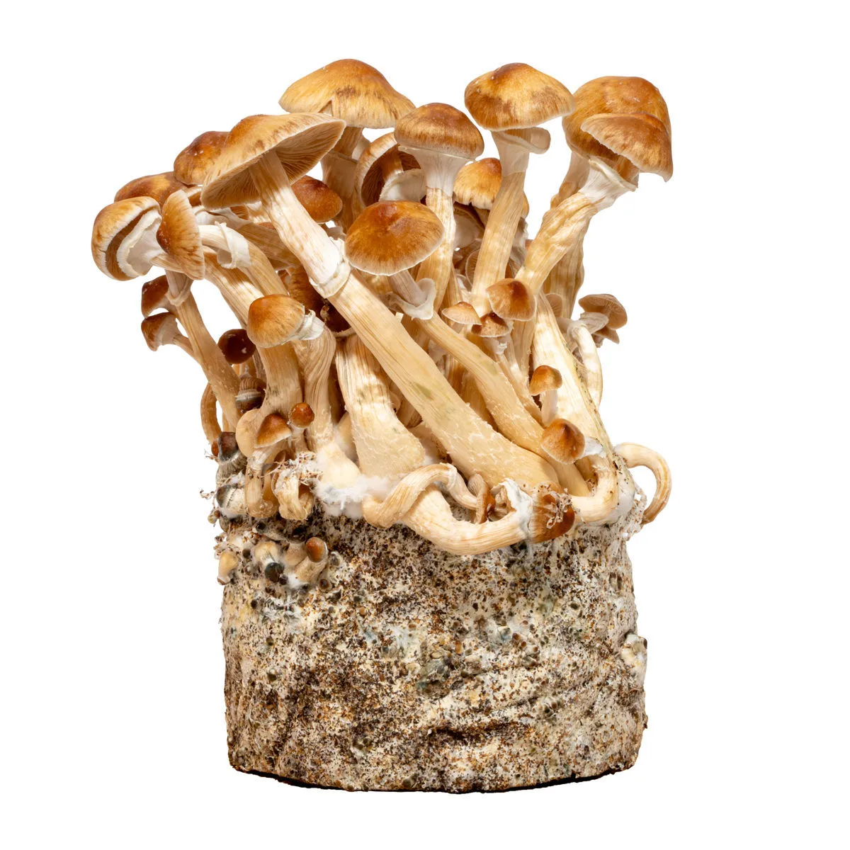 Seringue de culture liquide Cambodia (Acid Shroomz) — image 2