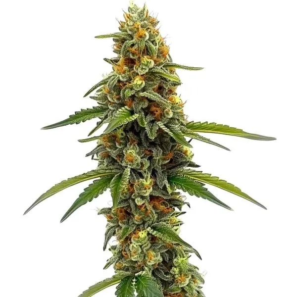 CBD ACDC — image 2