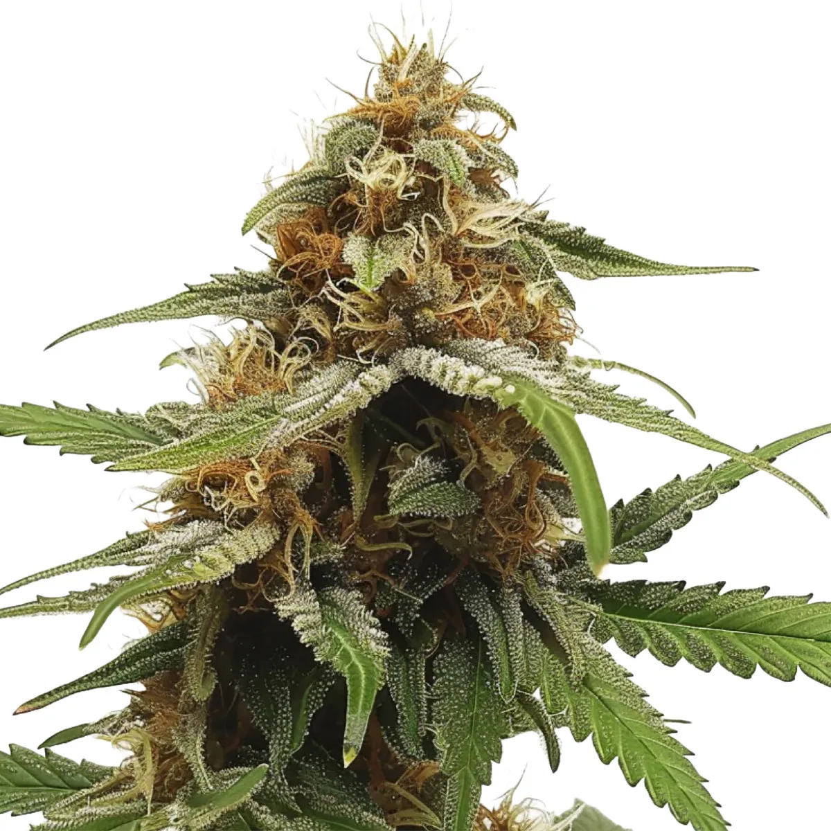 Cherry Pie OG — image 2