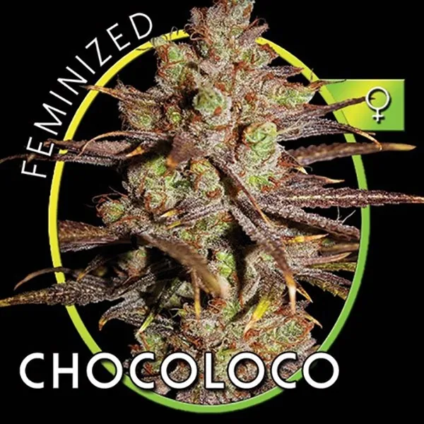 Choco Bud — image 2
