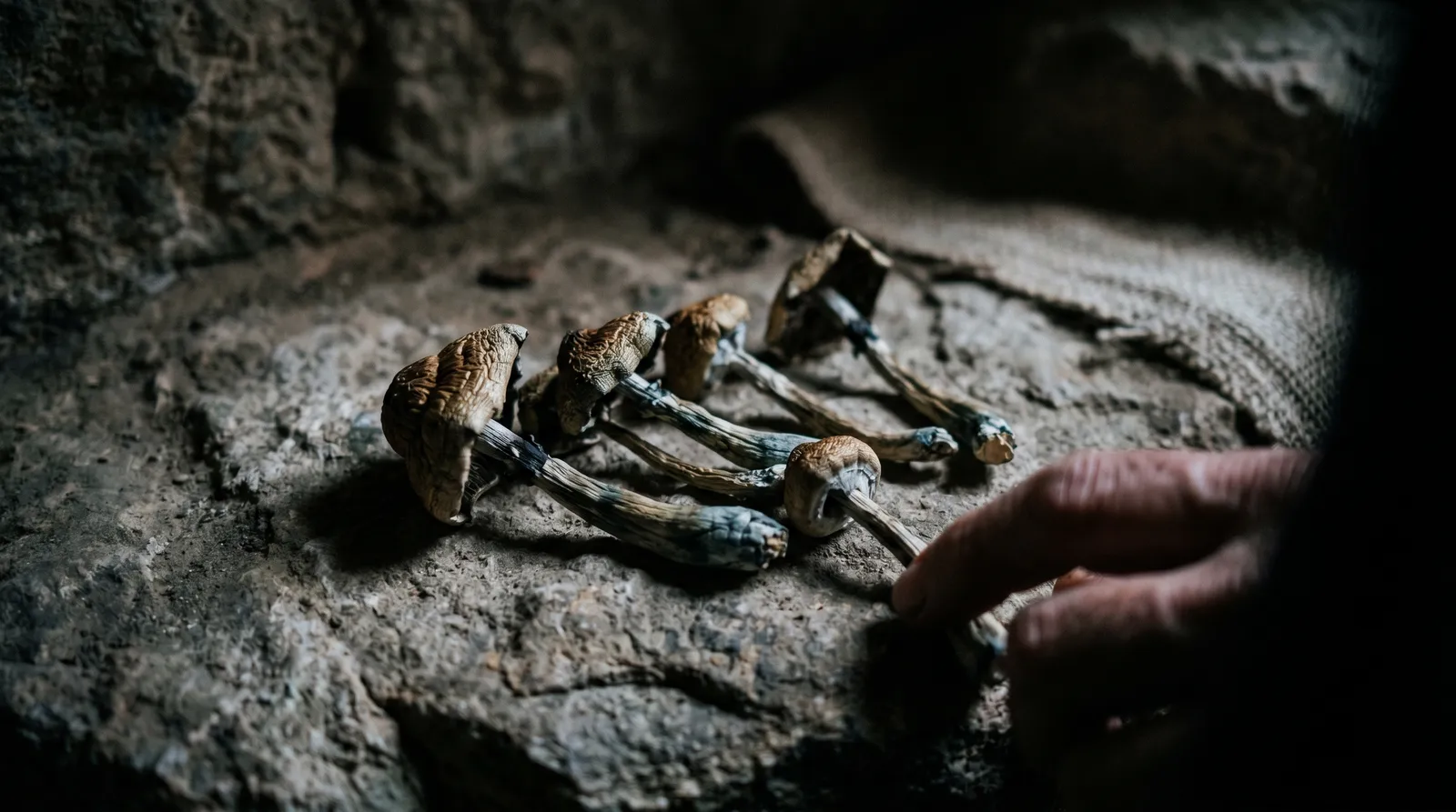 AZARIUS · Les champignons ont-ils façonné l'esprit humain&nbsp;?