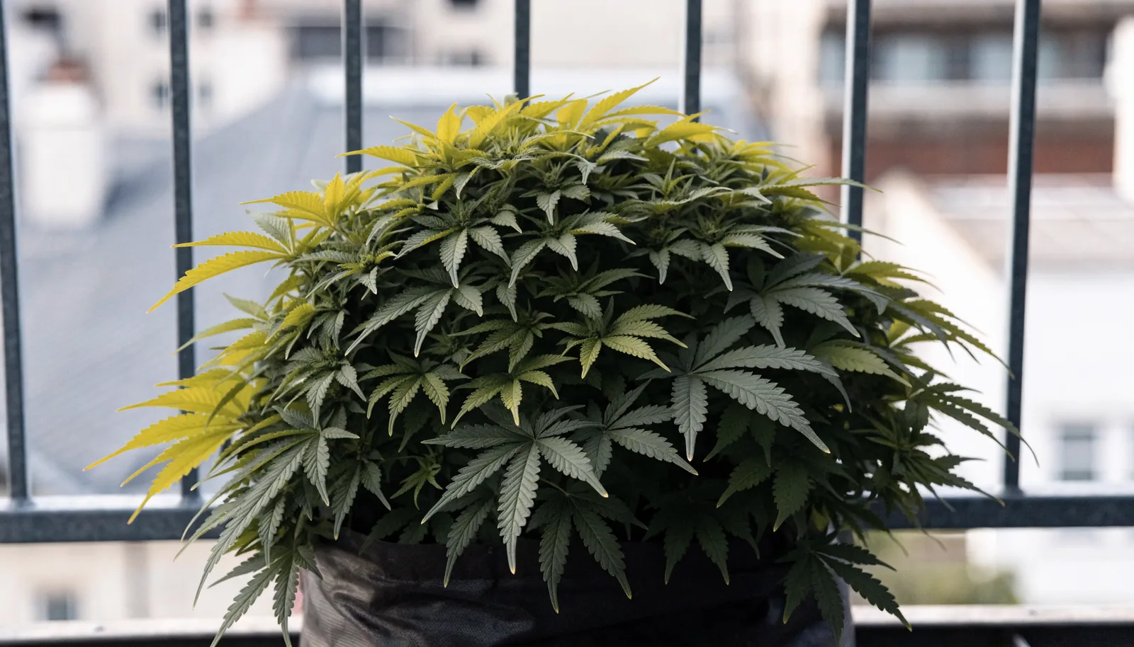 Un plant de cannabis autoflorissant court et touffu restant sous la hauteur de la rambarde du balcon