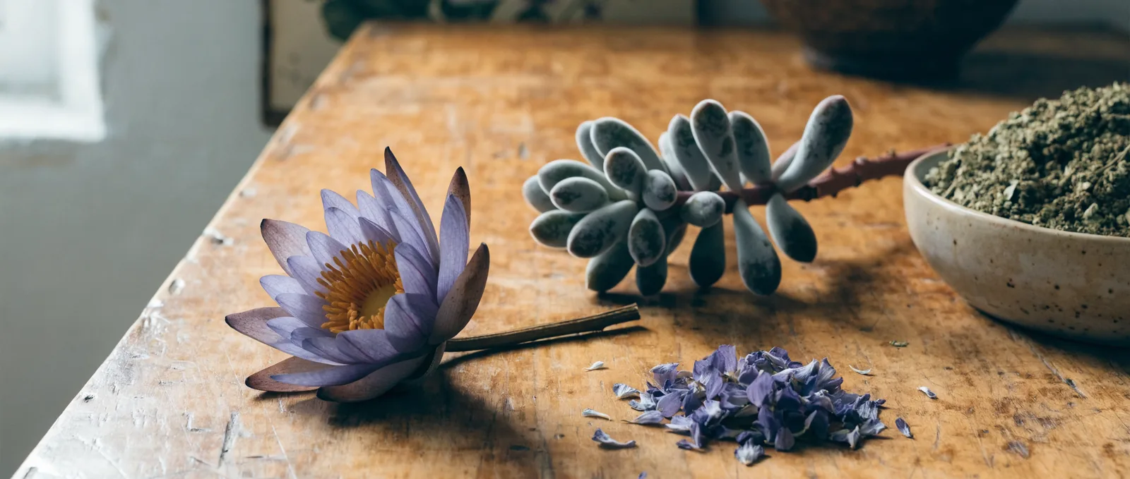 Lotus bleu vs kanna : comparatif botanique complet