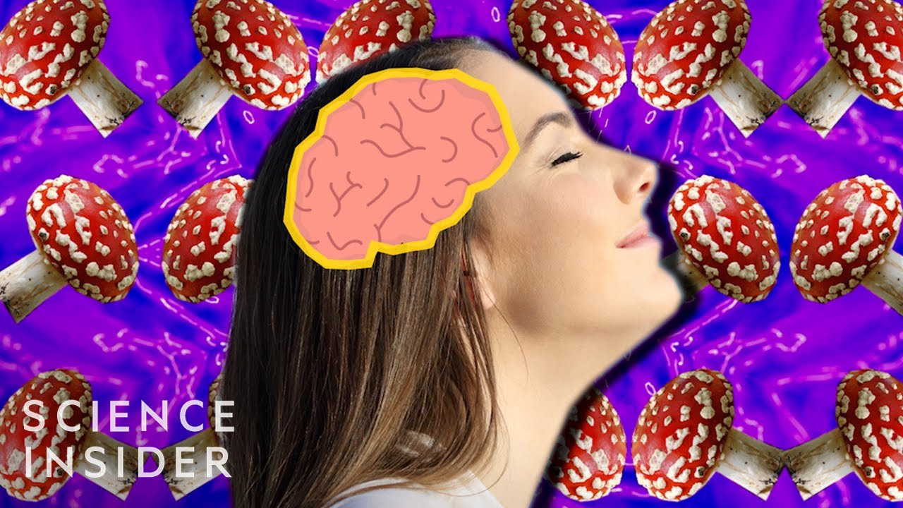 Voir la vidéo : les champignons magiques et le cerveau