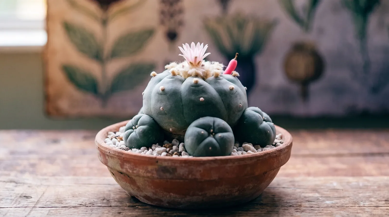 Floraison et multiplication du peyotl : rejets et semis