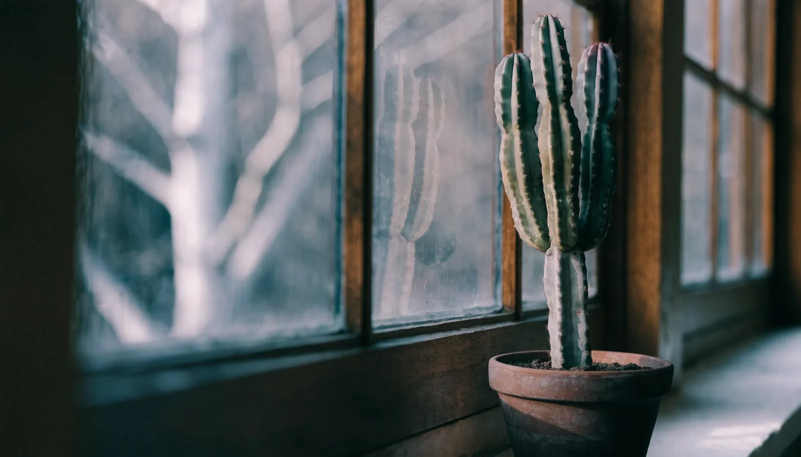 AZARIUS · Calendrier mois par mois du soin du cactus San Pedro en Europe