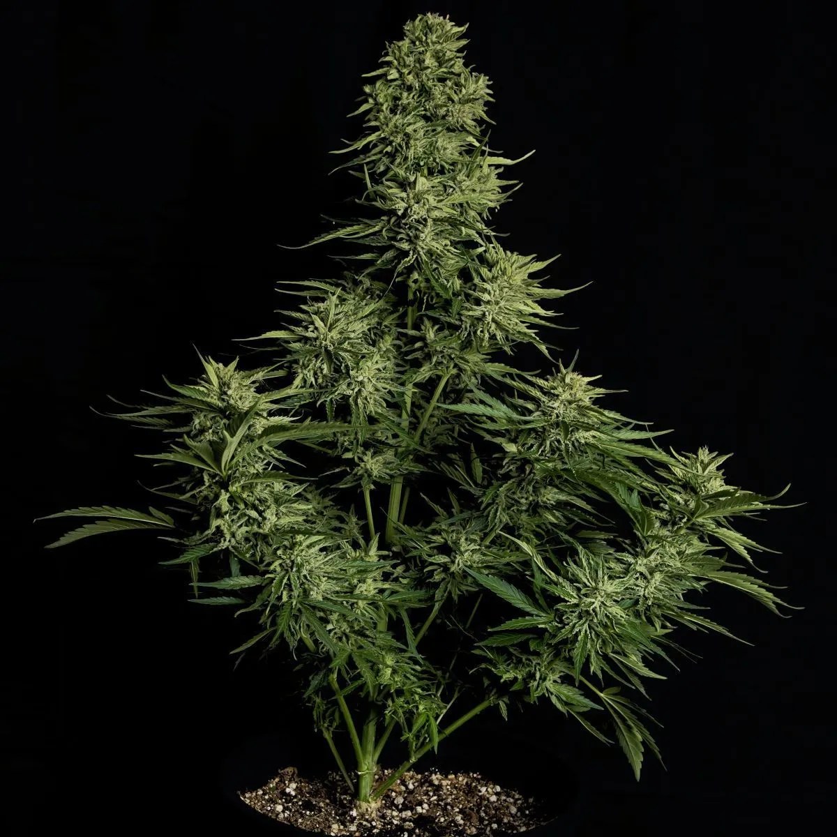 Cosmos F1 CBD — image 2