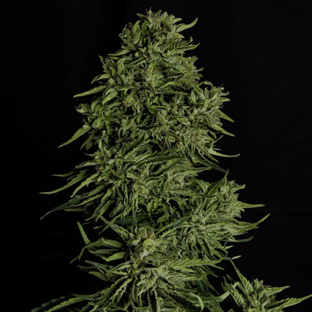 Cosmos F1 CBD — image 3