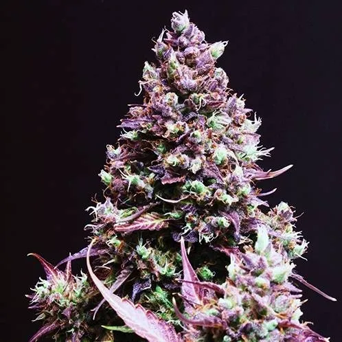 Cream Caramel Auto