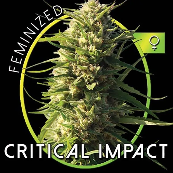 Critical Impact — image 2