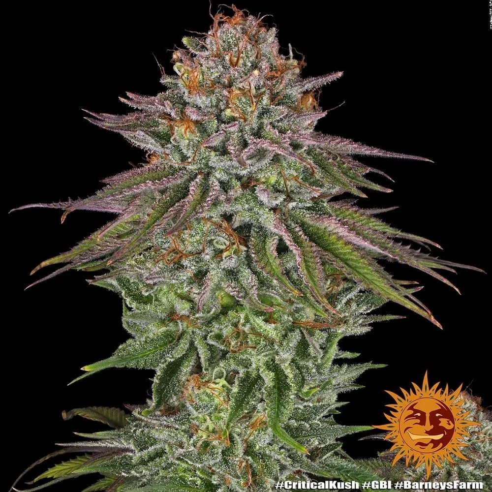 Critical Kush