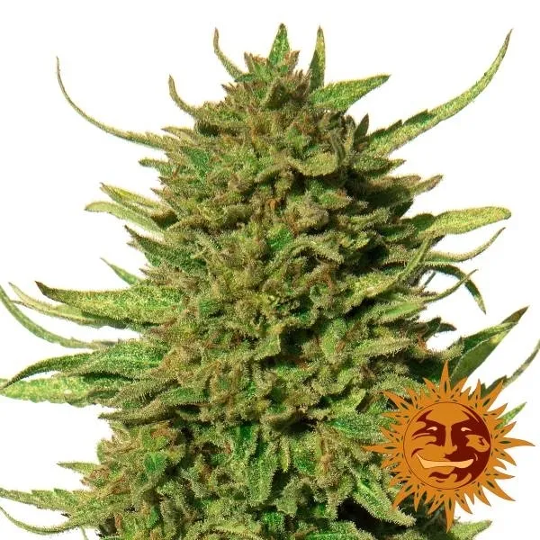 Critical Kush — image 2