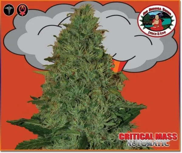 Critical Mass Autoflower — image 2