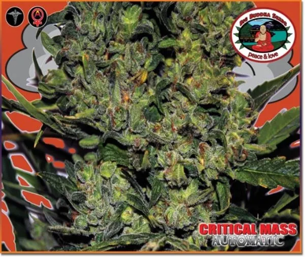 Critical Mass Autoflower — image 3