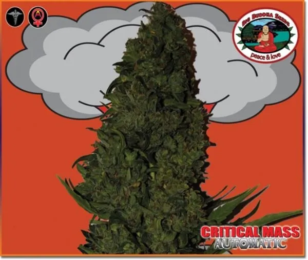 Critical Mass Autoflower — image 4