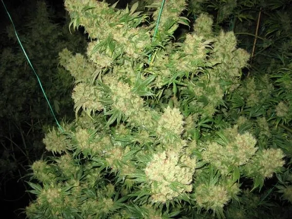 Critical Skunk — image 3