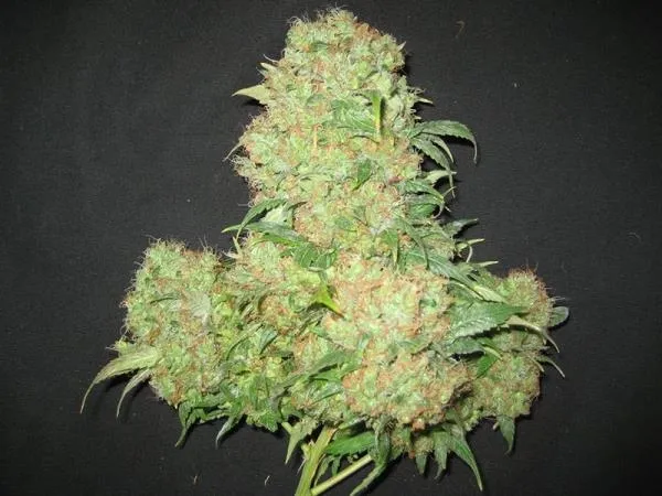 Critical Skunk — image 4