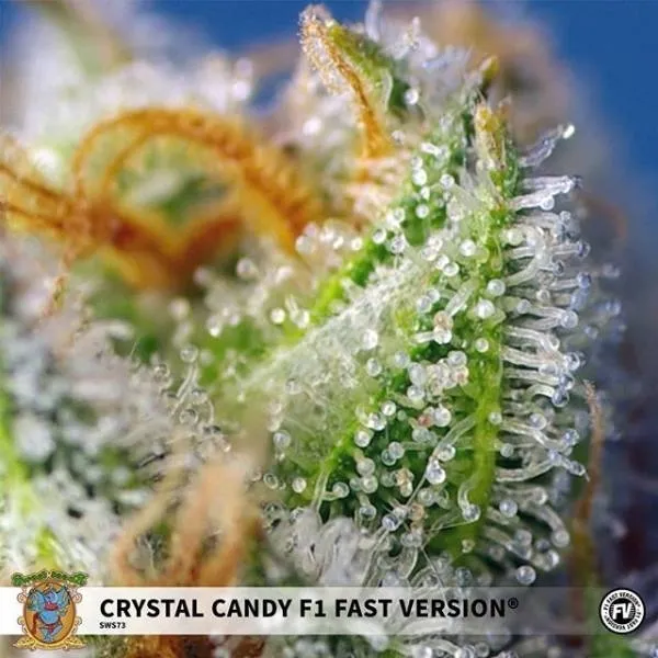 Crystal Candy F1 Fast Version — image 2
