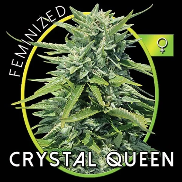 Crystal Queen — image 2