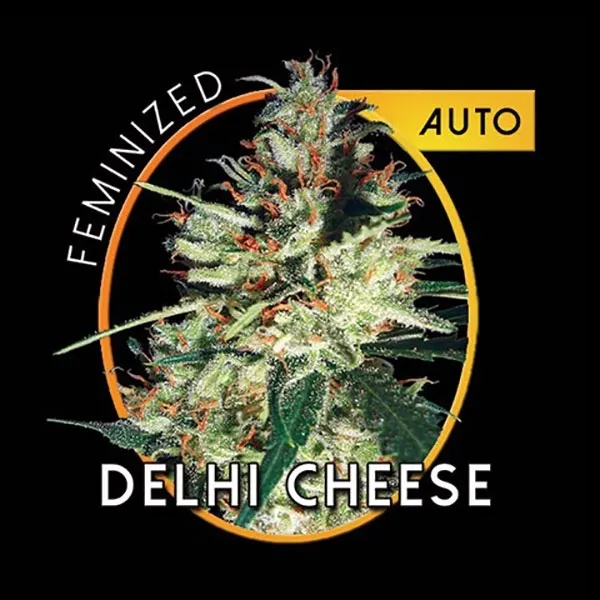 Delhi Cheese Autoflowering — image 2