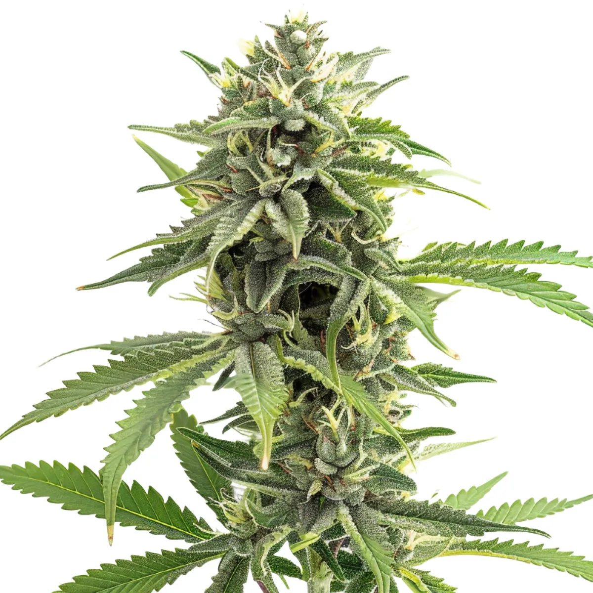 Durban Poison Auto — image 2