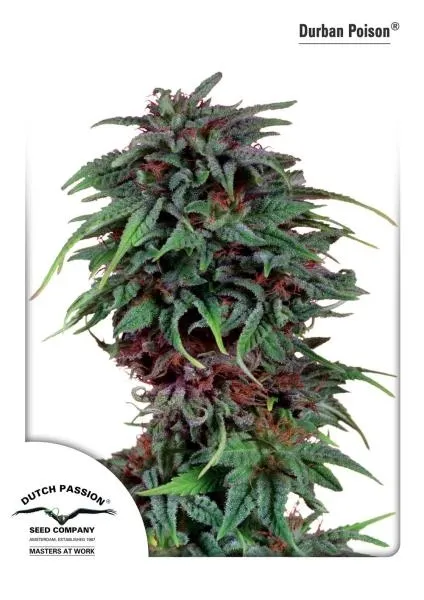 Durban Poison — image 3