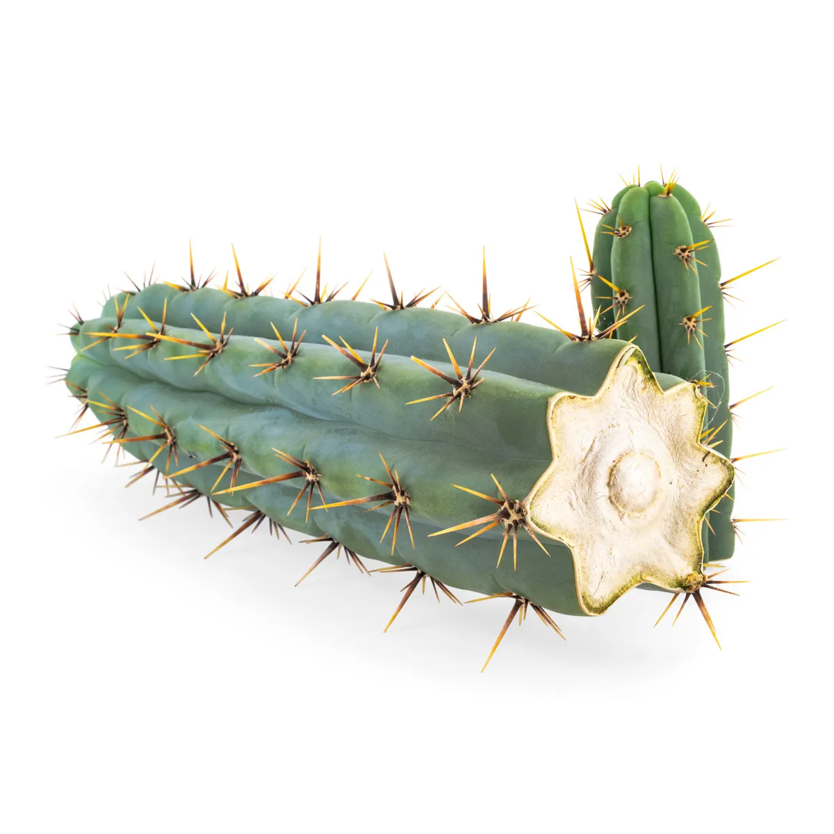 Echinopsis Cuzcoensis — image 2