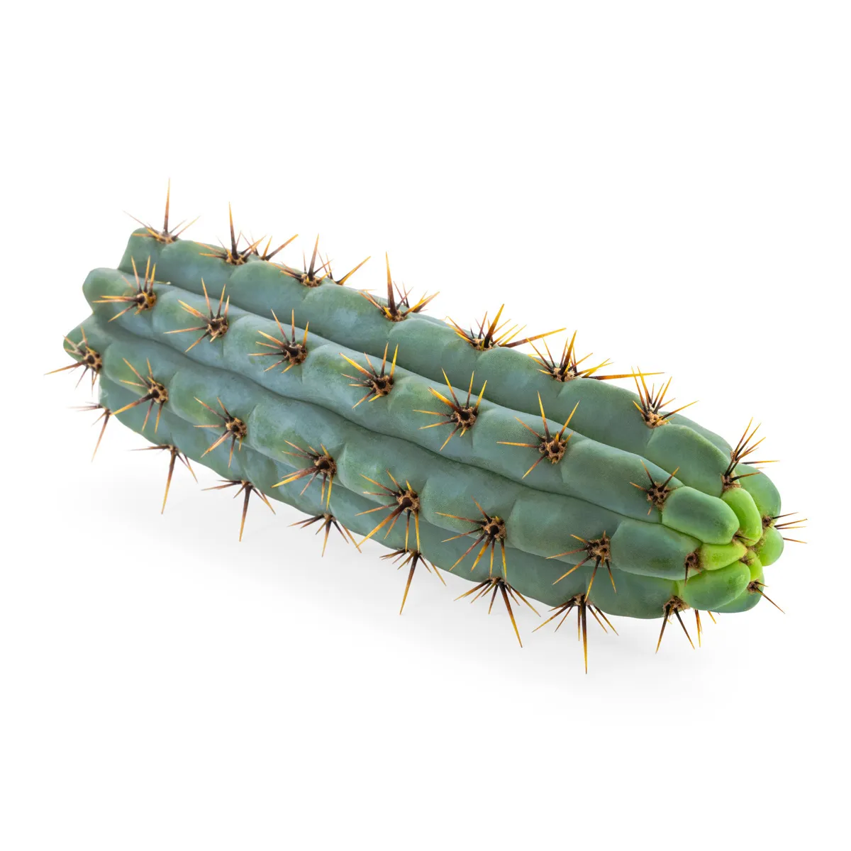 Echinopsis Cuzcoensis — image 3