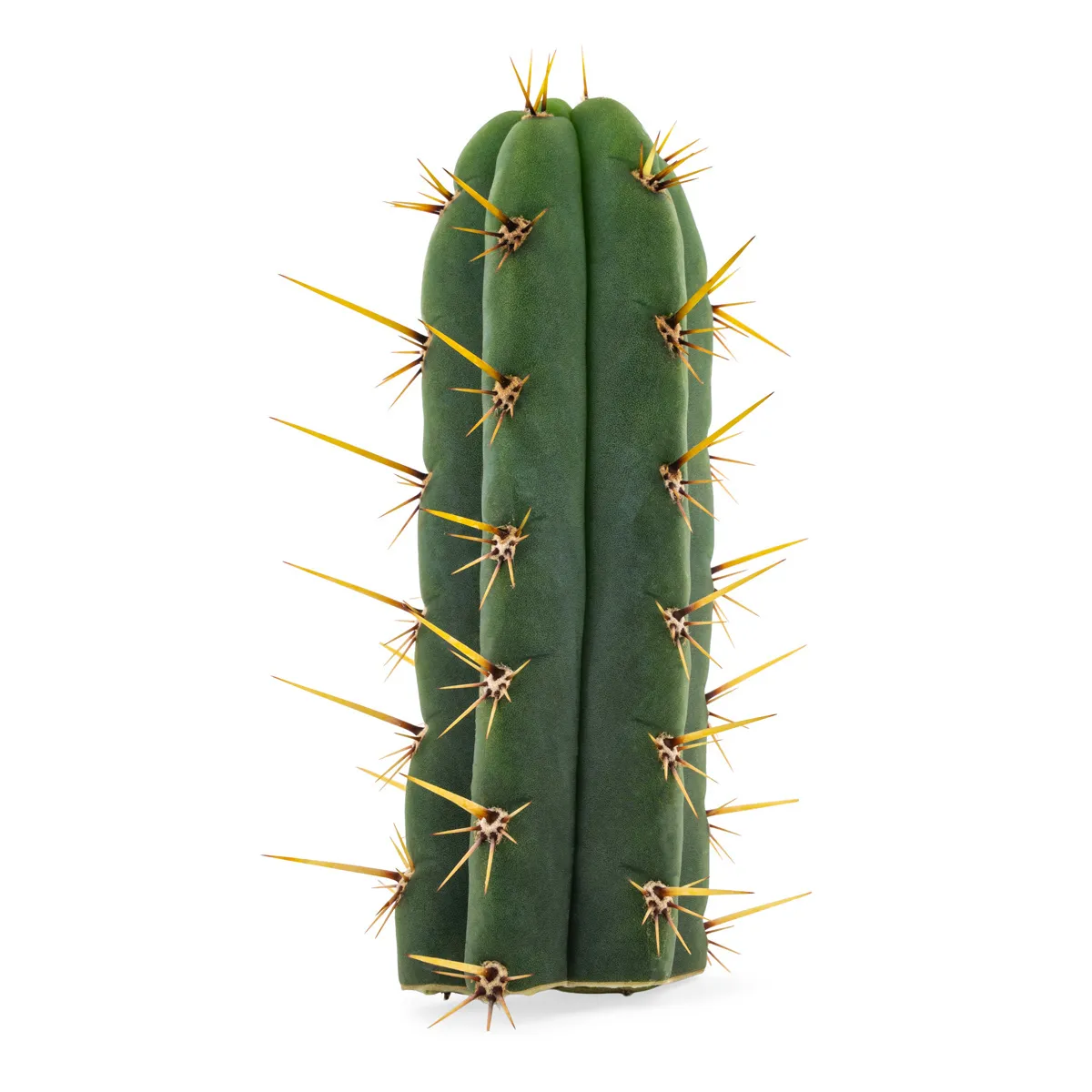Echinopsis Cuzcoensis — image 4