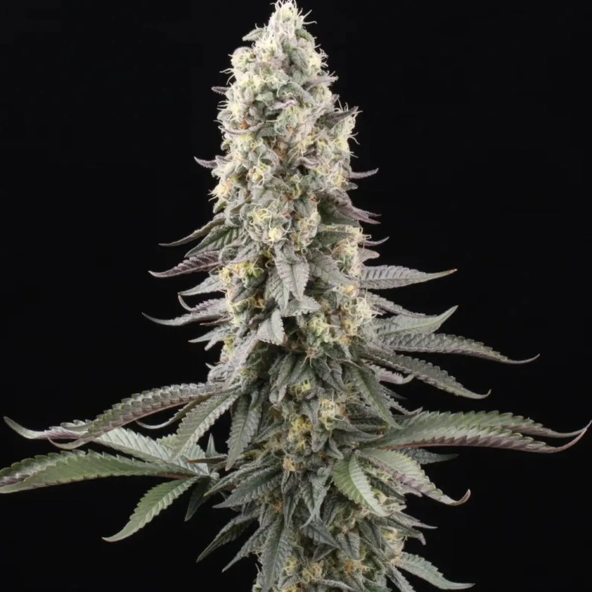 El Dorado OG — image 2