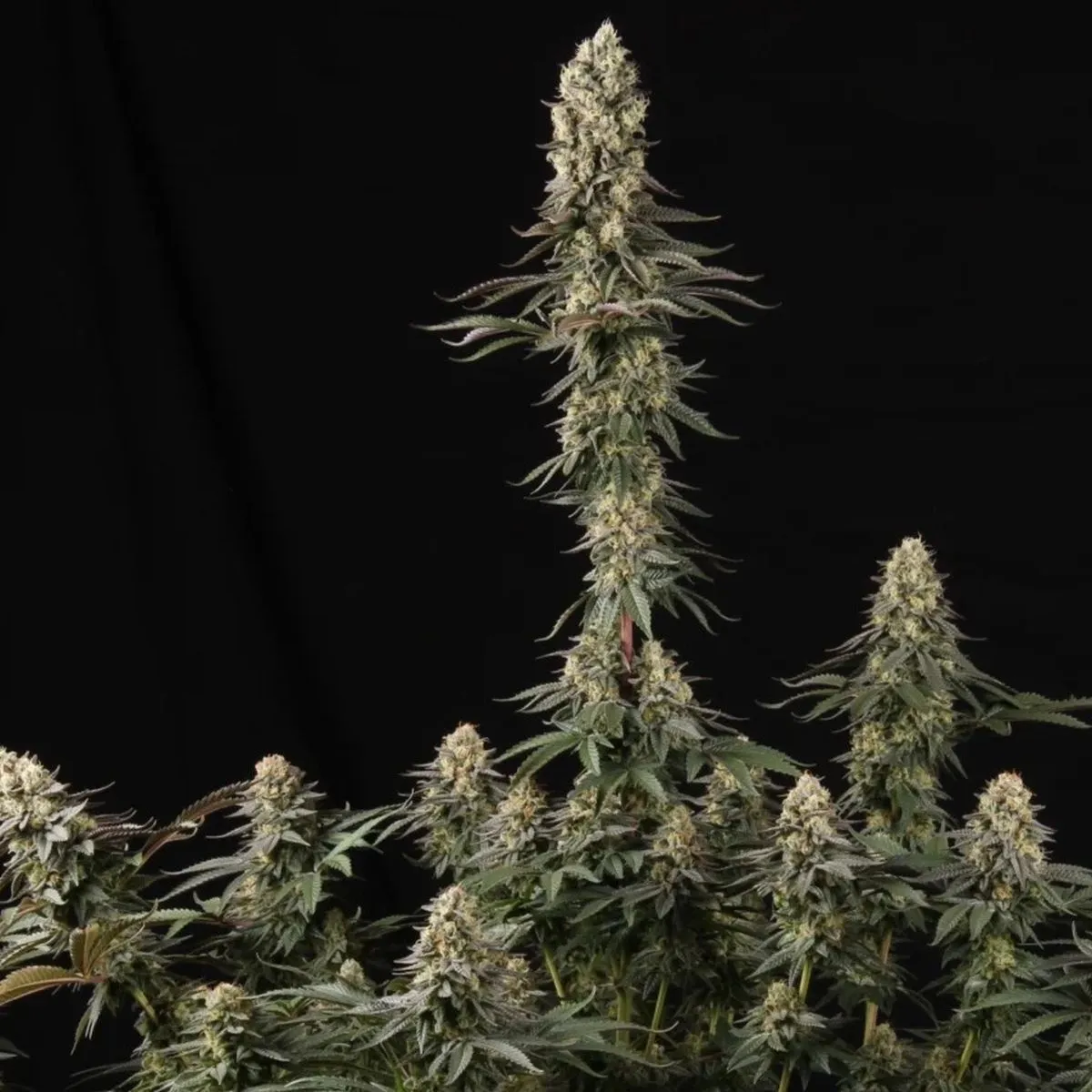 El Dorado OG — image 3